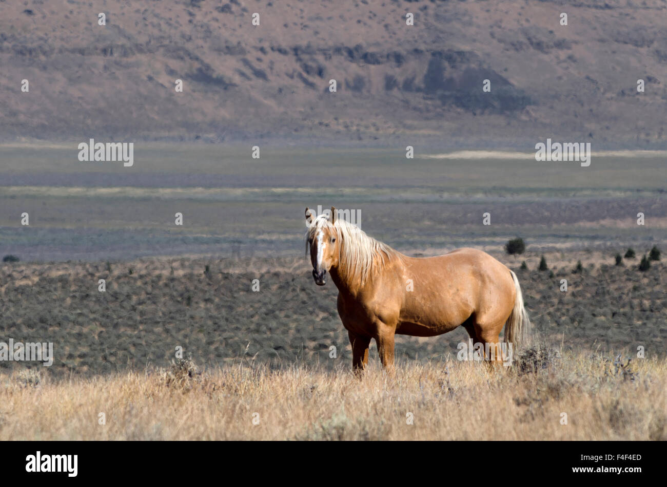 USA, Ohio, Harney Comté. Un seul cheval sauvage est seul sur GSA-Steens Mountain gérés. Banque D'Images