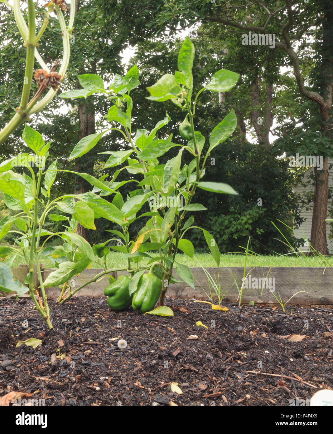 Poivrons verts et rouges cultivés dans une ferme d'agrément accueil Garden de New England Banque D'Images