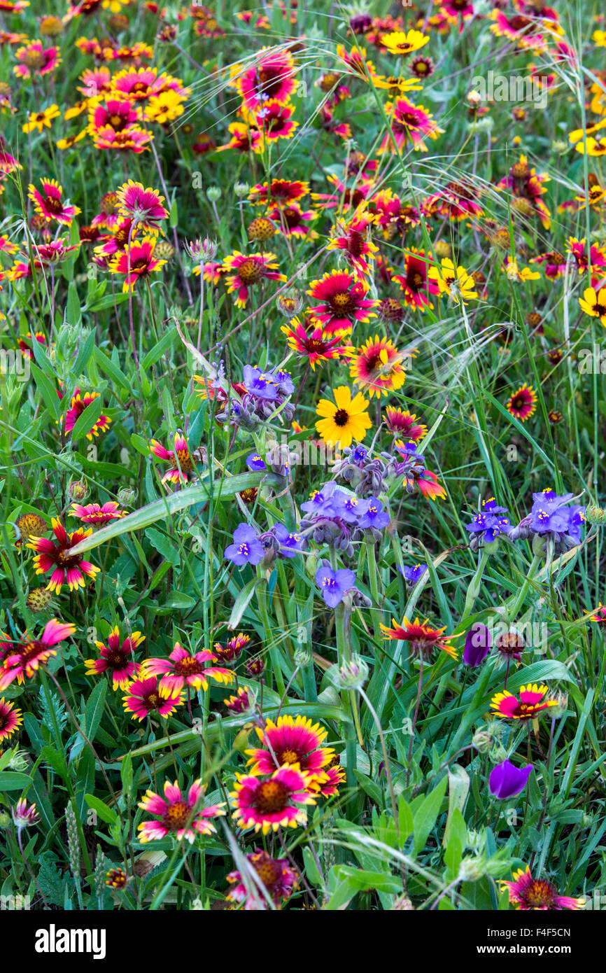Fleurs sauvages des prairies en montagne près de Johnson City, Texas, USA. Banque D'Images