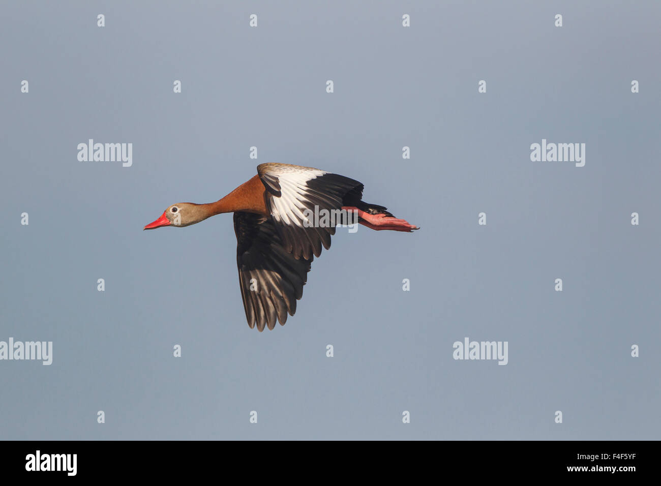 South Padre Island, Texas. Black-bellied whistling duck (Dendrocygnus autumnalis) en vol Banque D'Images