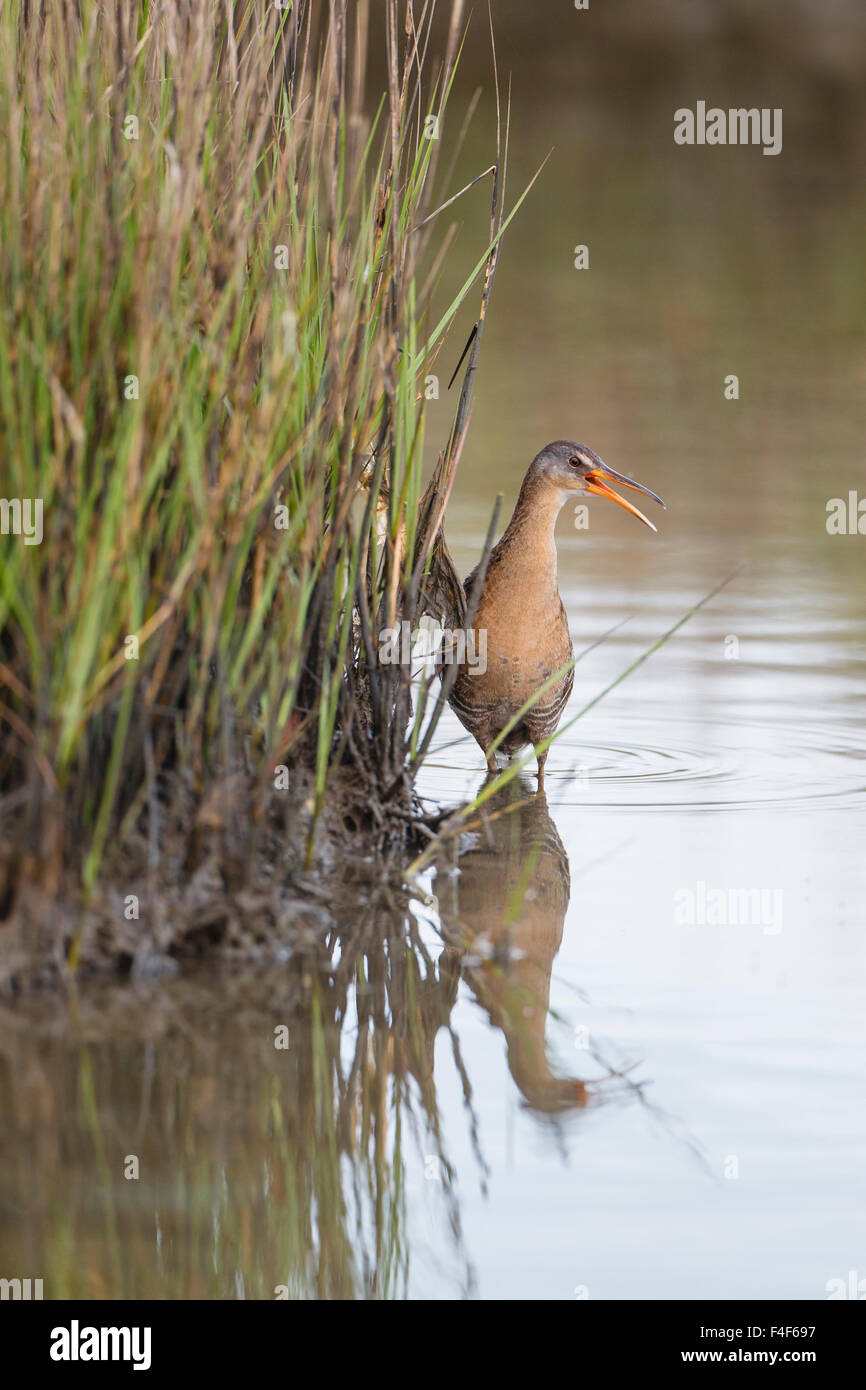 Comté de Galveston, Texas. Râle gris (Rallus longirostris) des profils dans l'habitat de marais de sel. Banque D'Images