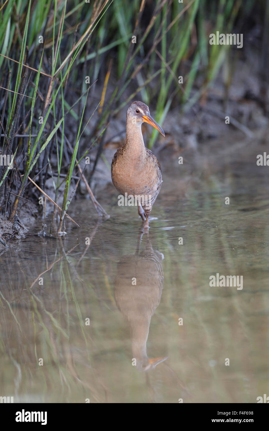 Comté de Galveston, Texas. Râle gris (Rallus longirostris) des profils dans l'habitat de marais de sel. Banque D'Images