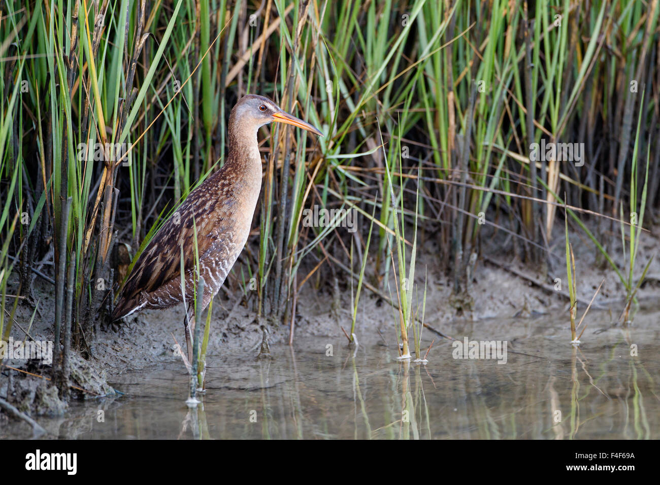 Comté de Galveston, Texas. Râle gris (Rallus longirostris) des profils dans l'habitat de marais de sel. Banque D'Images