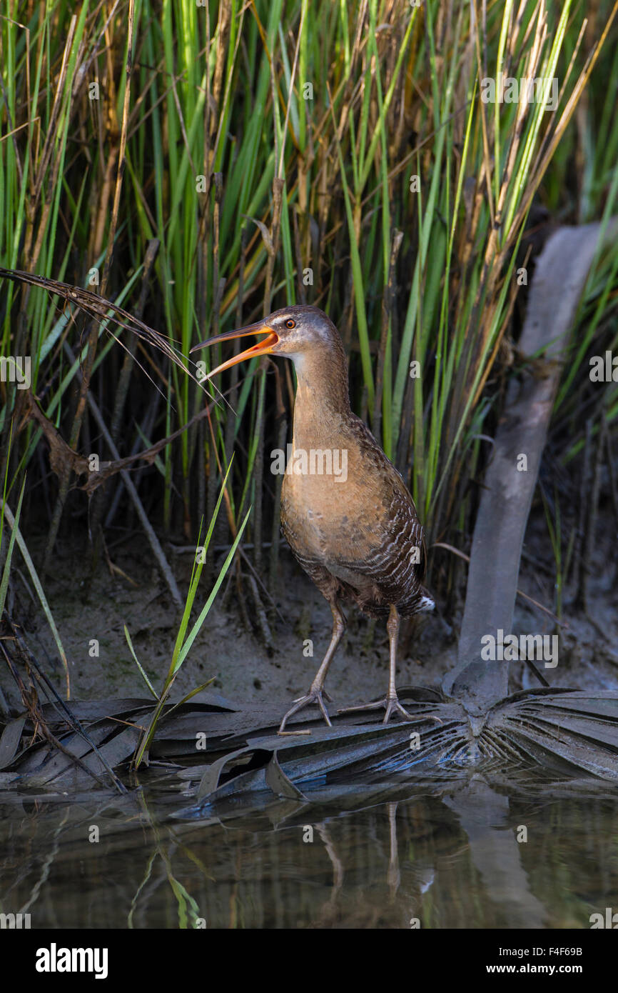 Comté de Galveston, Texas. Râle gris (Rallus longirostris) des profils dans l'habitat de marais de sel. Banque D'Images