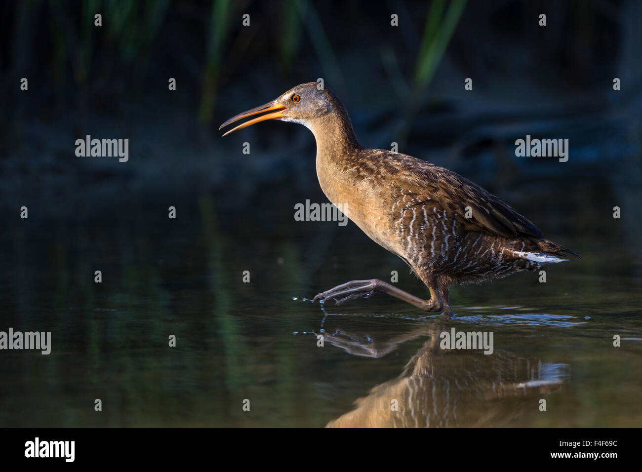 Comté de Galveston, Texas. Râle gris (Rallus longirostris) des profils dans l'habitat de marais de sel. Banque D'Images