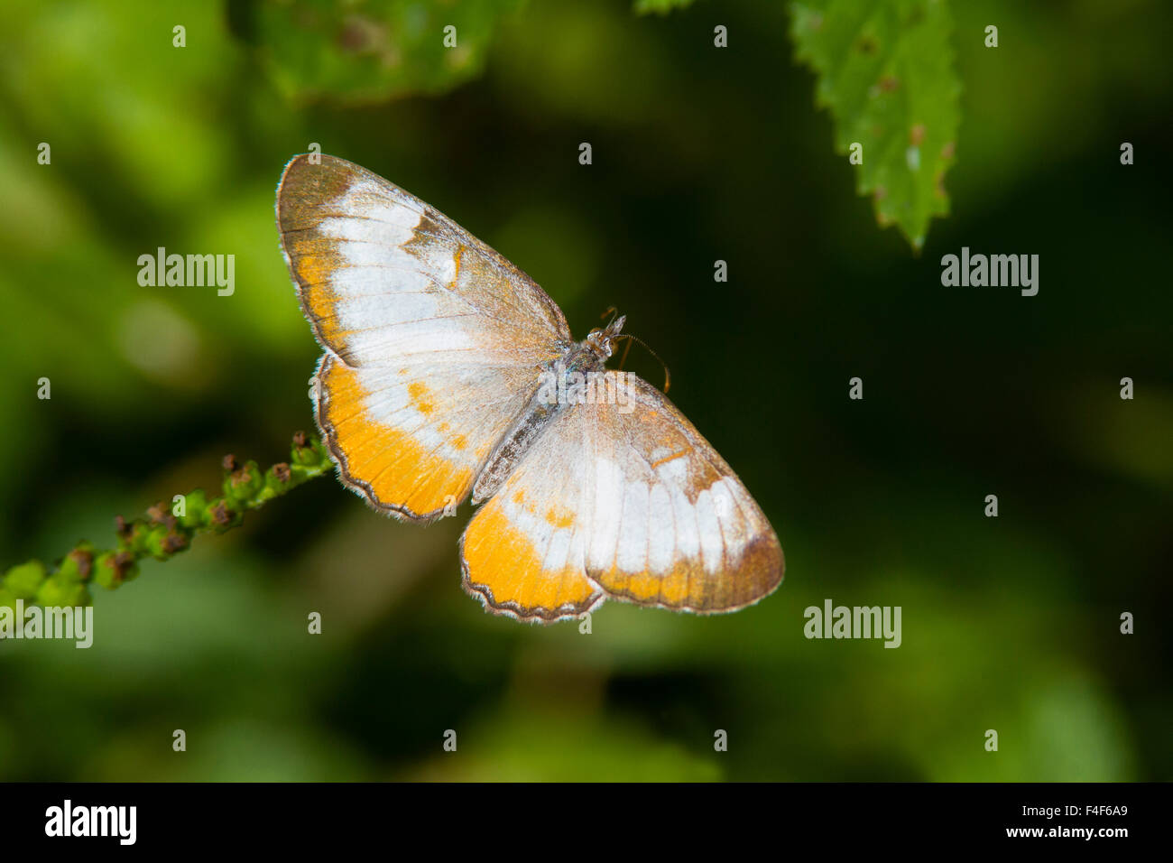 Cameron County, Texas. Mestra commun (Mestra Andromeda) reposant sur l'herbe tête. Banque D'Images