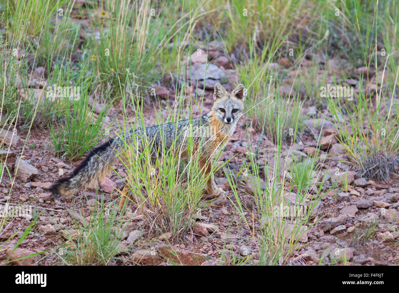 Jeff Davis Comté (Texas). Le renard gris (Urocyon cinereoargenteus) debout dans l'herbe Banque D'Images