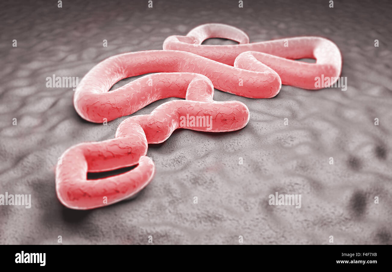 Illustration de vue microscopique du virus Ebola Banque D'Images