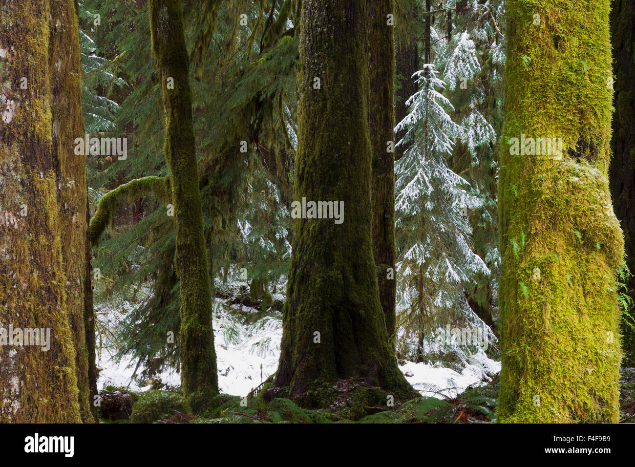 Olympic National Park Banque D'Images