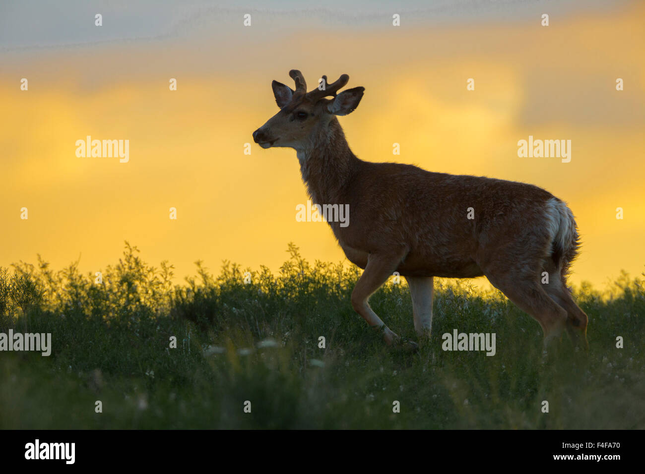 USA, l'État de Washington. Colombie-britannique les cerfs à queue noire (Odocoileus hemionus columbianus), de l'argent dans le velours, sur l'île de poule près du réservoir de Moses Lake. WA. Banque D'Images