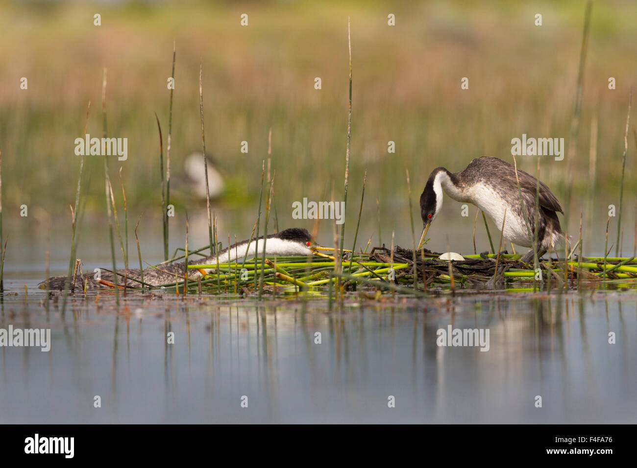 USA, l'État de Washington. Grèbe élégant (Aechmophorus occidentalis) ajout de matière à nid flottant, avec des œufs de poule, à proximité du réservoir de Moses Lake. WA. Banque D'Images