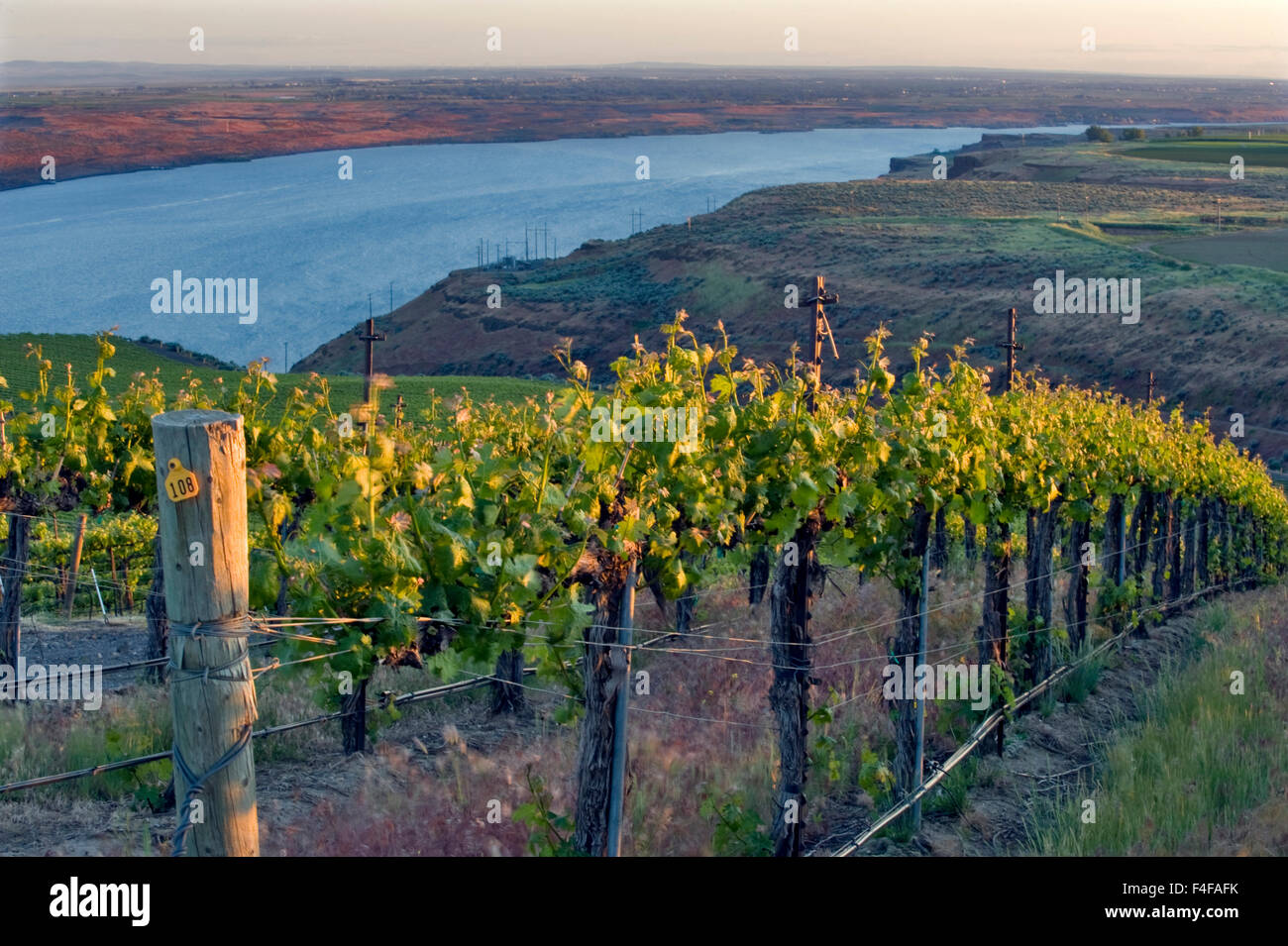 USA, Washington, Columbia Valley. Vignes de Cabernet Sauvignon la file à la vigne au-dessus de bancs dans le fleuve Columbia Horse Heaven Hills AVA. Banque D'Images