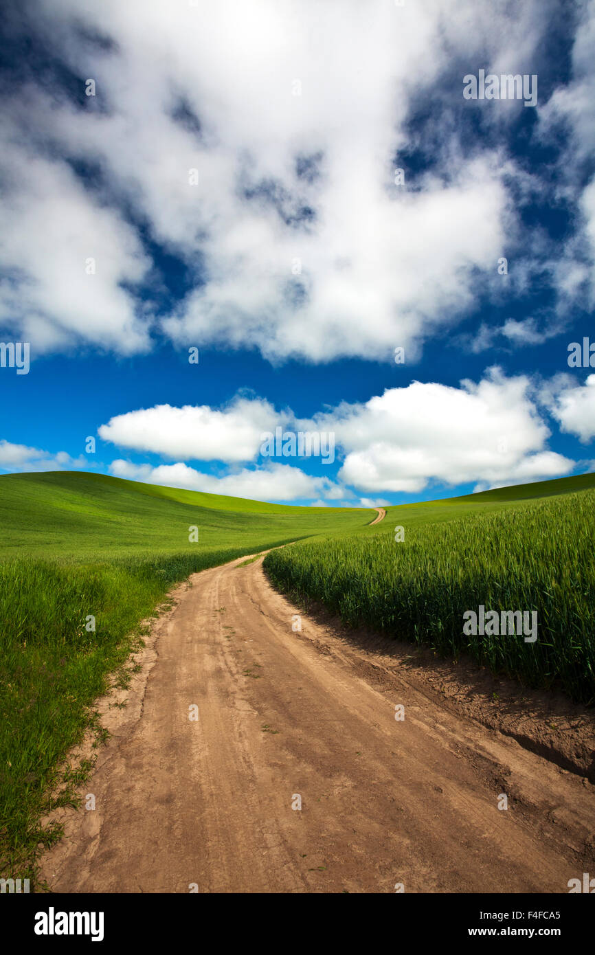Route de l'arrière-pays à travers champ de blé de printemps Banque D'Images