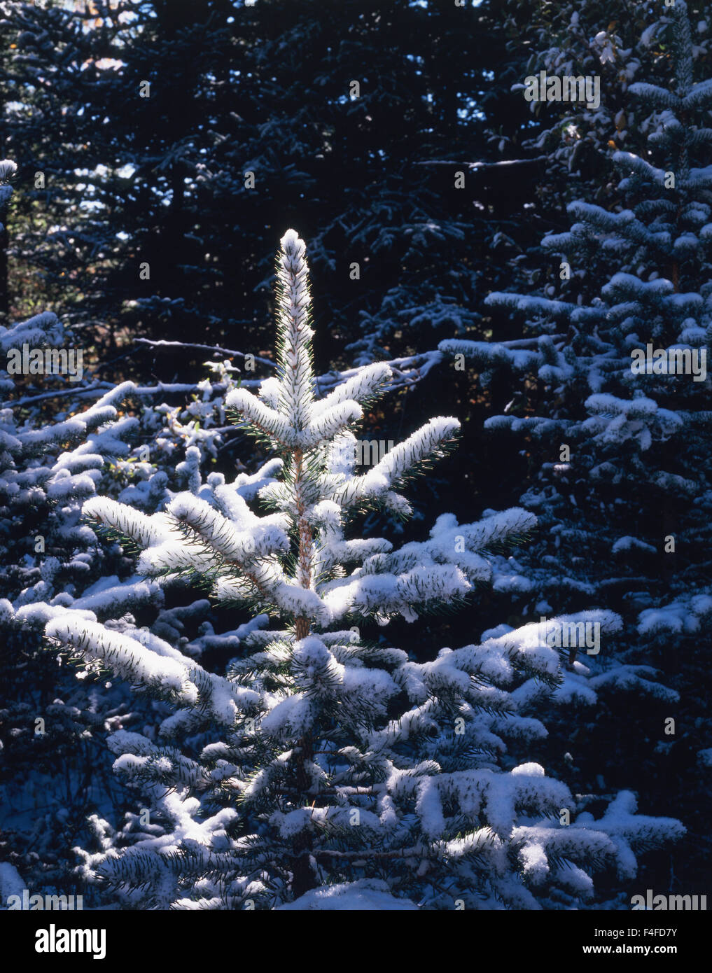 Le Wyoming, forêt nationale de Bridger-Teton couverte de neige, Sapin (Abies alba). Tailles disponibles (grand format) Banque D'Images