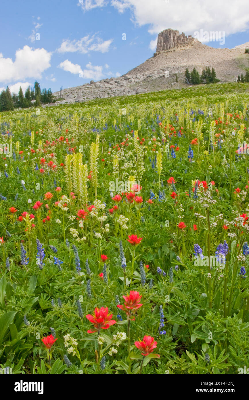 Wyoming, Grand Teton National Park, lance en crête avec un avant-plan d'une prairie de fleurs sauvages. Banque D'Images