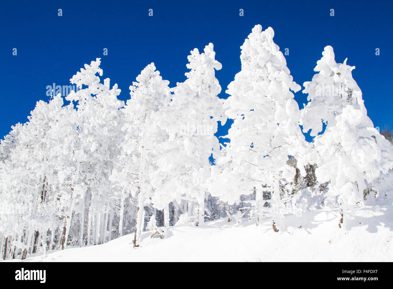 Le Parc National de Yellowstone, Wyoming, givré pins Lodgepole en hiver. Banque D'Images