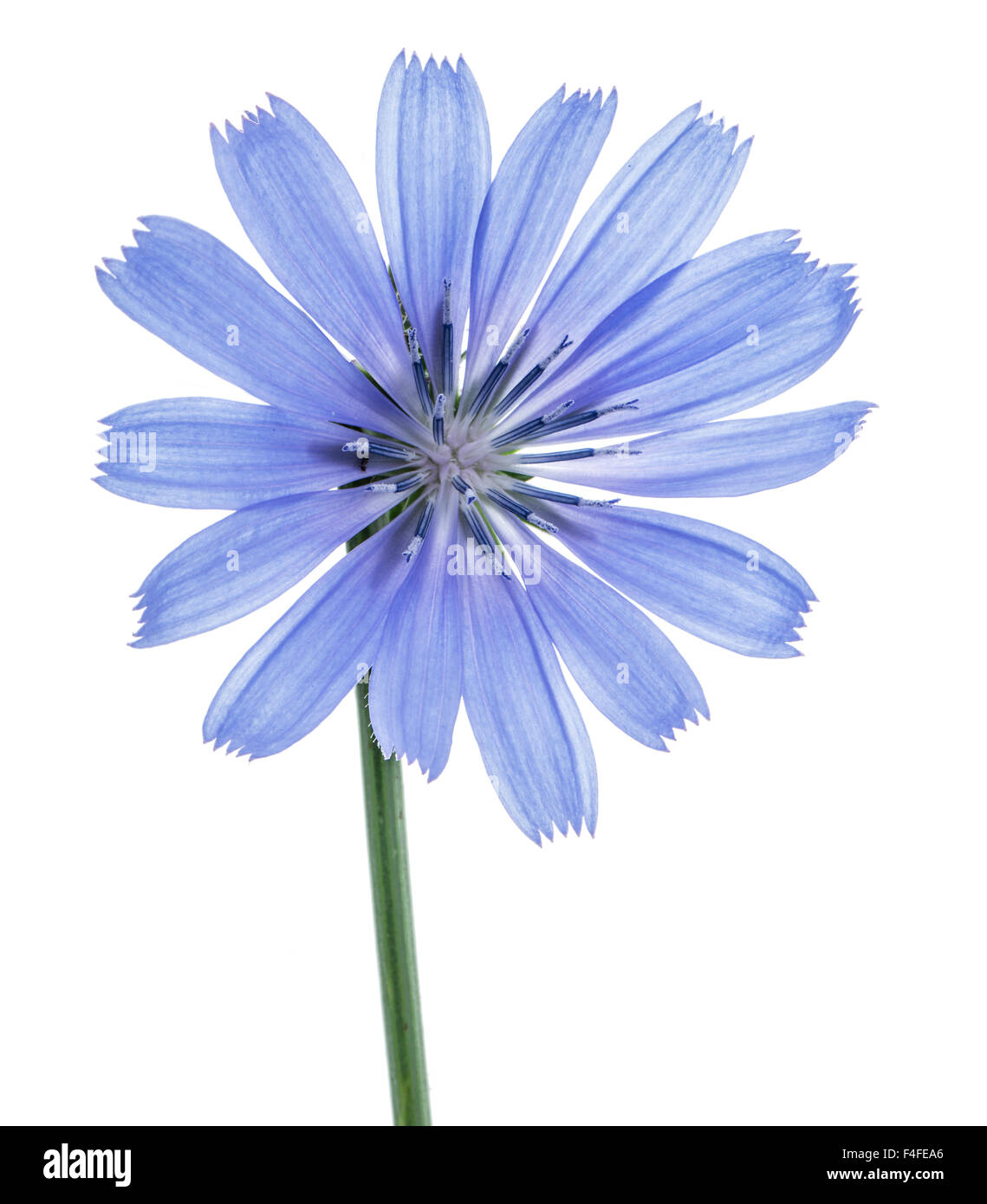 Cichorium intybus chicorée commune - fleurs isolé sur le fond blanc. Banque D'Images