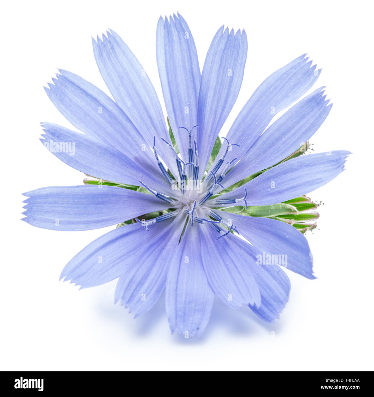 Cichorium intybus chicorée commune - fleurs isolé sur le fond blanc. Banque D'Images