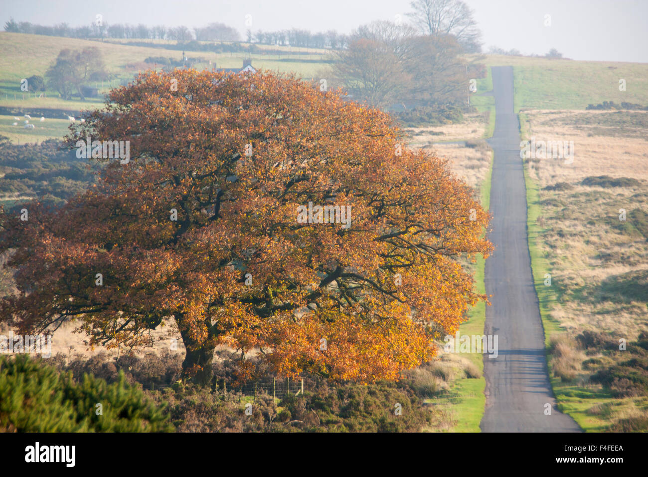 Sarn Helen tout droit la route asphaltée sur romain maintenant Mynydd Illtyd commun avec grand chêne dans la couleur en automne à Brecon Beacons gauche Banque D'Images