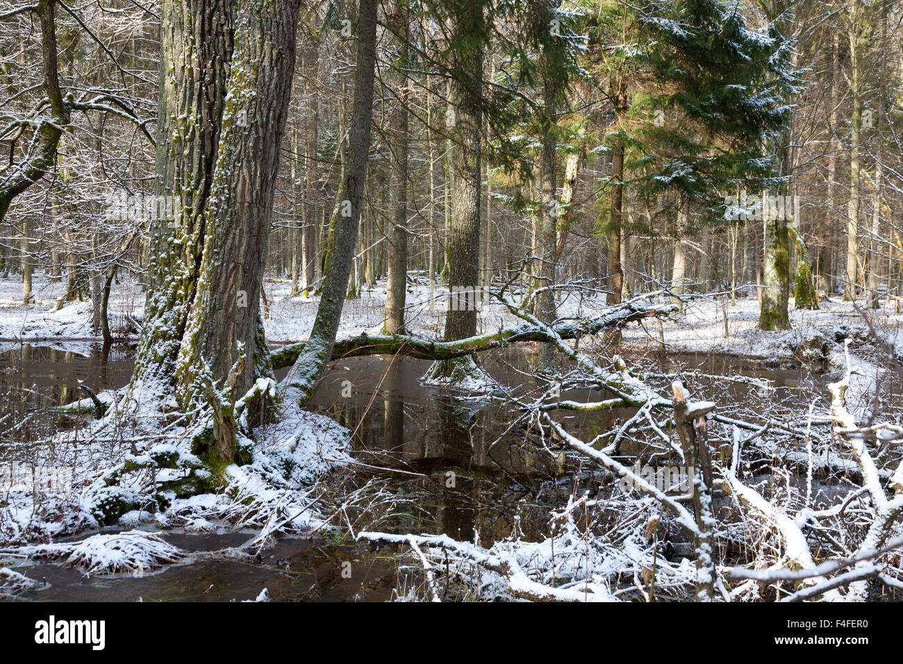 Paysage hiver neige de vieilles forêts et l'eau autour de vieux chêne,la forêt de Bialowieza, Pologne,Europe Banque D'Images