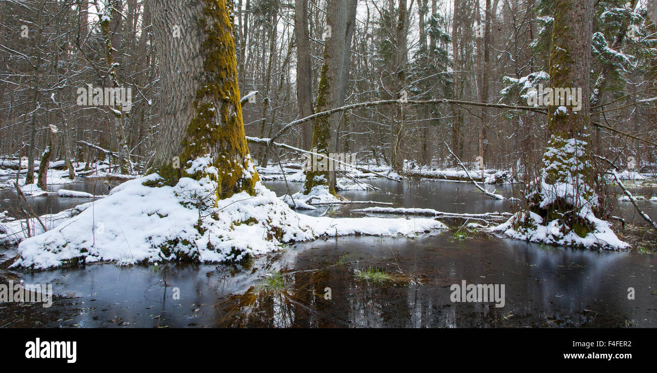 Paysage d'hiver de première neige en forêt ancienne et en partie l'eau gelée avec un arbre en premier plan, la forêt de Bialowieza, Pologne,Eur Banque D'Images