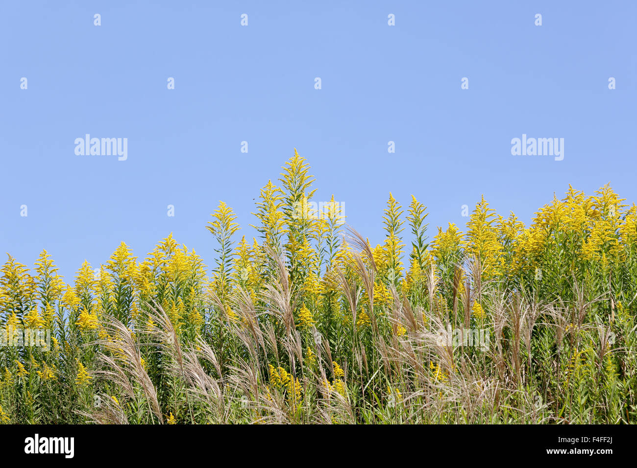 Domaine de la verge d'géant avec ciel bleu clair Banque D'Images