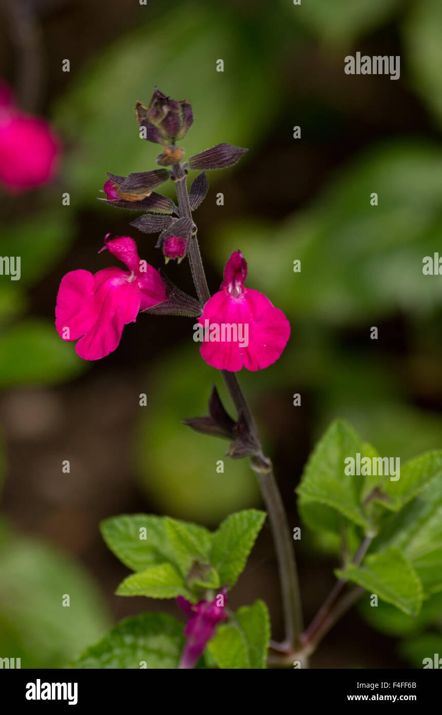 Salvia microphylla Cerro Potosi Banque D'Images