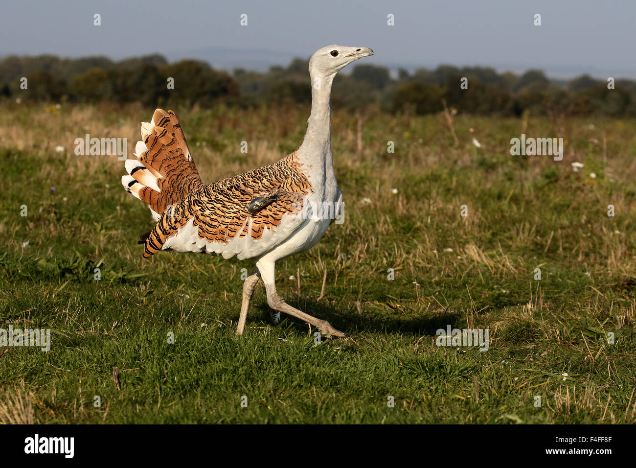 La grande outarde (Otis tarda),, seul oiseau, Wiltshire, Octobre 2015 Banque D'Images