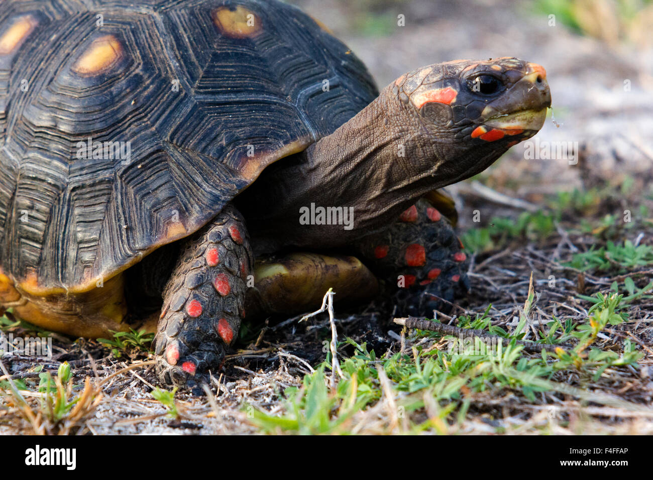 Close up Detail tortue de terre (Geochelone carbonaria) également connu sous le nom Red footed Tortoise sur Palm Island, Banque D'Images