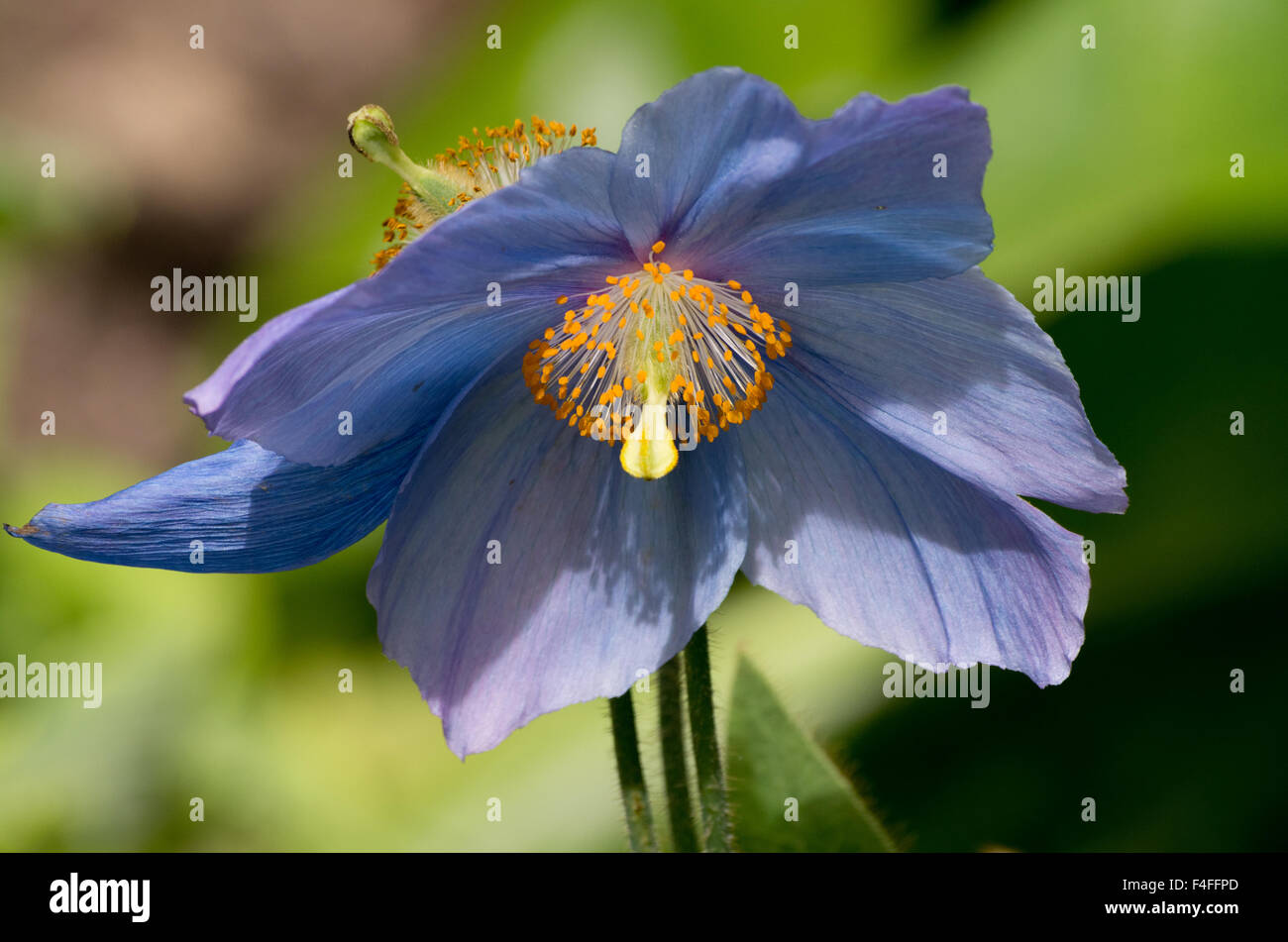 Meconopsis Willie Duncan Banque D'Images