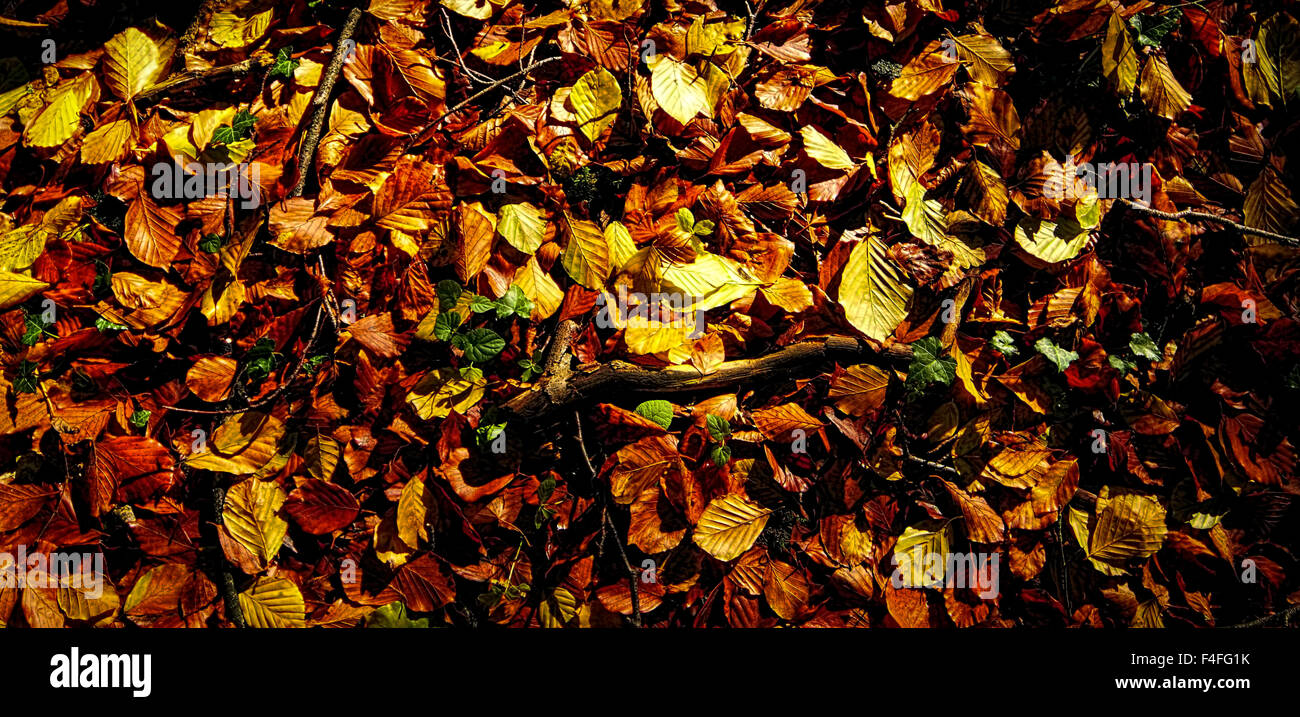 Sol de la forêt couleurs d'automne Banque D'Images