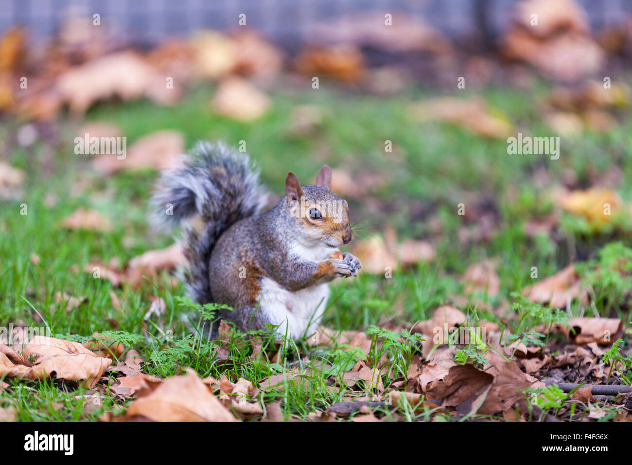 Écureuil gris (Sciurus carolinensis) buvant dans un parc urbain en feuilles d'automne sur le sol, Angleterre, Royaume-Uni Banque D'Images