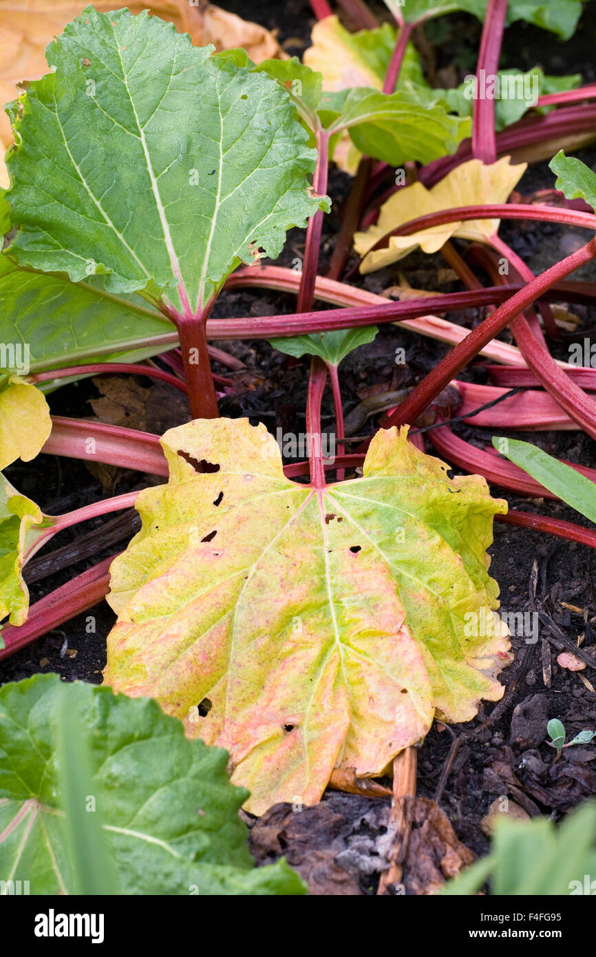 Rheum x hybridum. Les feuilles de rhubarbe en automne. Banque D'Images