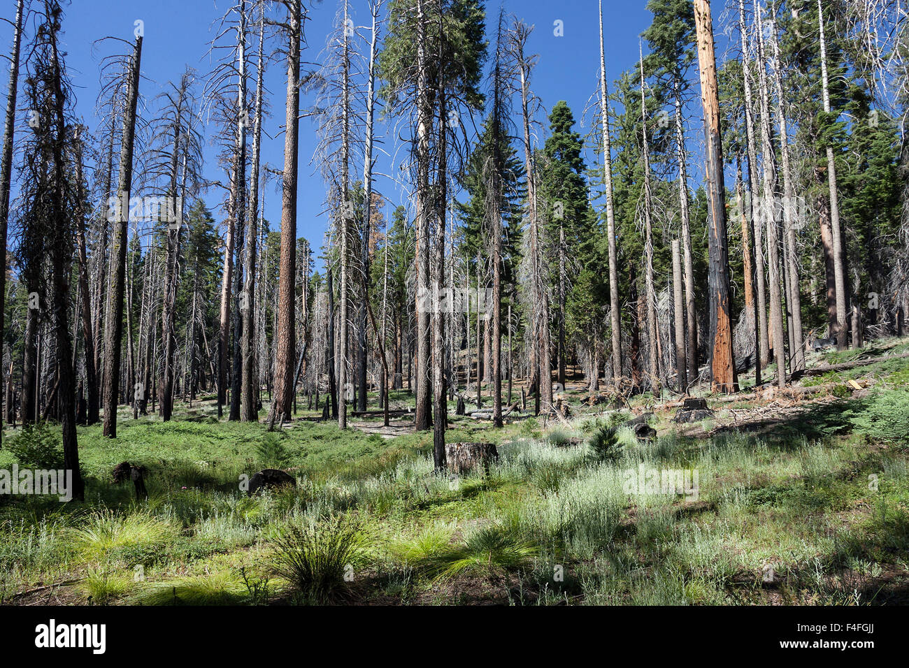 Arbres endommagés par les incendies de forêt, près de Point Wawona, Mariposa Grove, Yosemite National Park, California, USA Banque D'Images