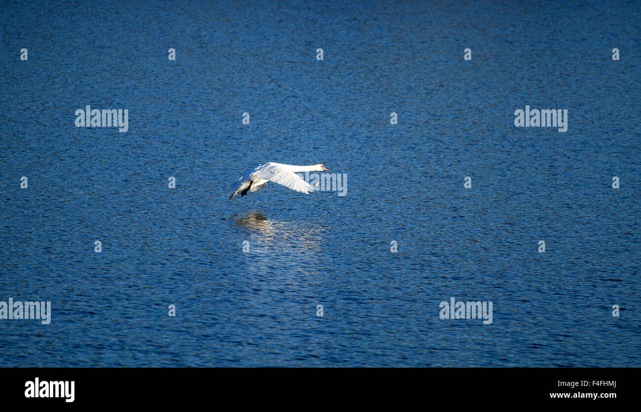 Tayside, Dundee, Écosse, Royaume-Uni, 17 octobre 2015. Météo France : frosty froid matin d'automne ensoleillé à Dundee. Scène d'automne glorieux avec un cygne muet en plein vol à travers le pays Clatto Park pond à Dundee. © Dundee Photographics / Alamy Live News. Banque D'Images