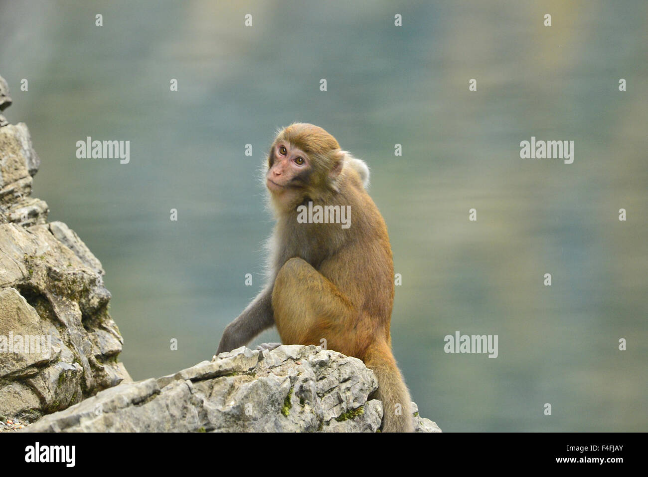 Enshi, Chine, Province de Hubei. 17 Oct, 2015. Un macaque sauvage repose sur un rocher à Shiziguan Village de Xuan'en comté, le centre de la Chine, la province du Hubei, le 17 octobre 2015. Credit : Song Wen/Xinhua/Alamy Live News Banque D'Images