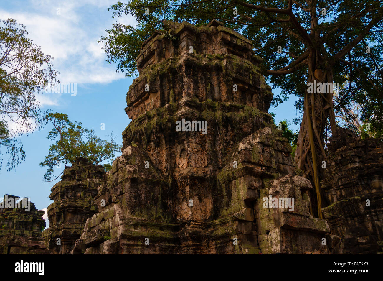 Arbre sur Ta Prohm temple en pierre Banque D'Images