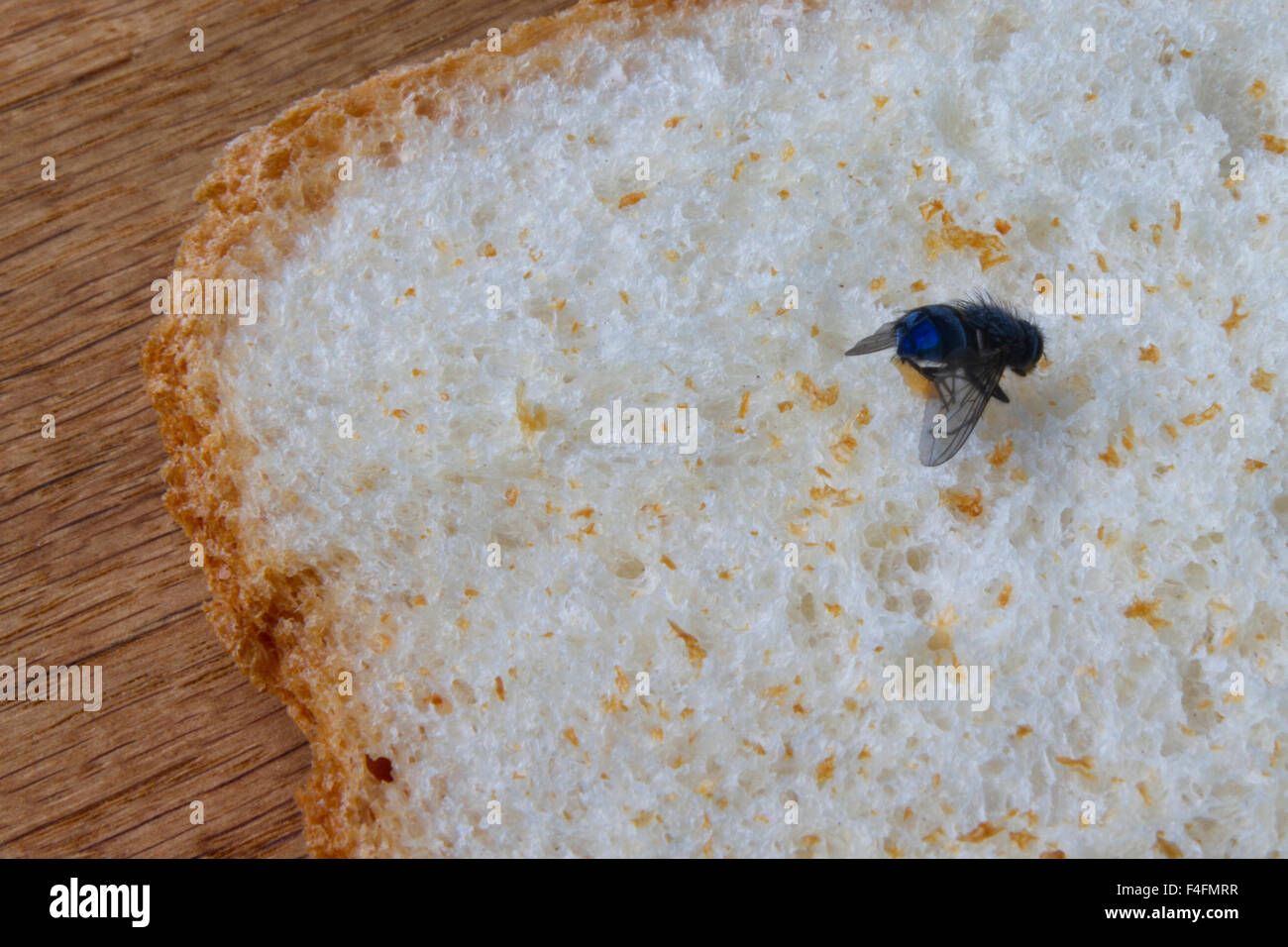 Mouche morte sur une croûte de pain Banque D'Images