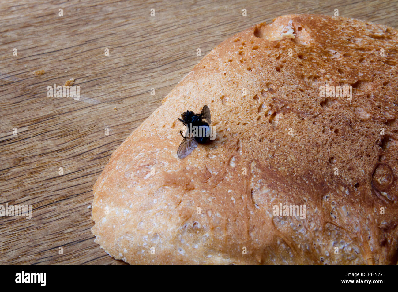 Mouche morte sur une croûte de pain Banque D'Images