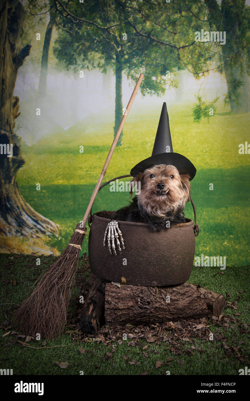 Halloween comique scène d'un caniche dans un chapeau de sorcière assis dans une casserole sur un feu Banque D'Images