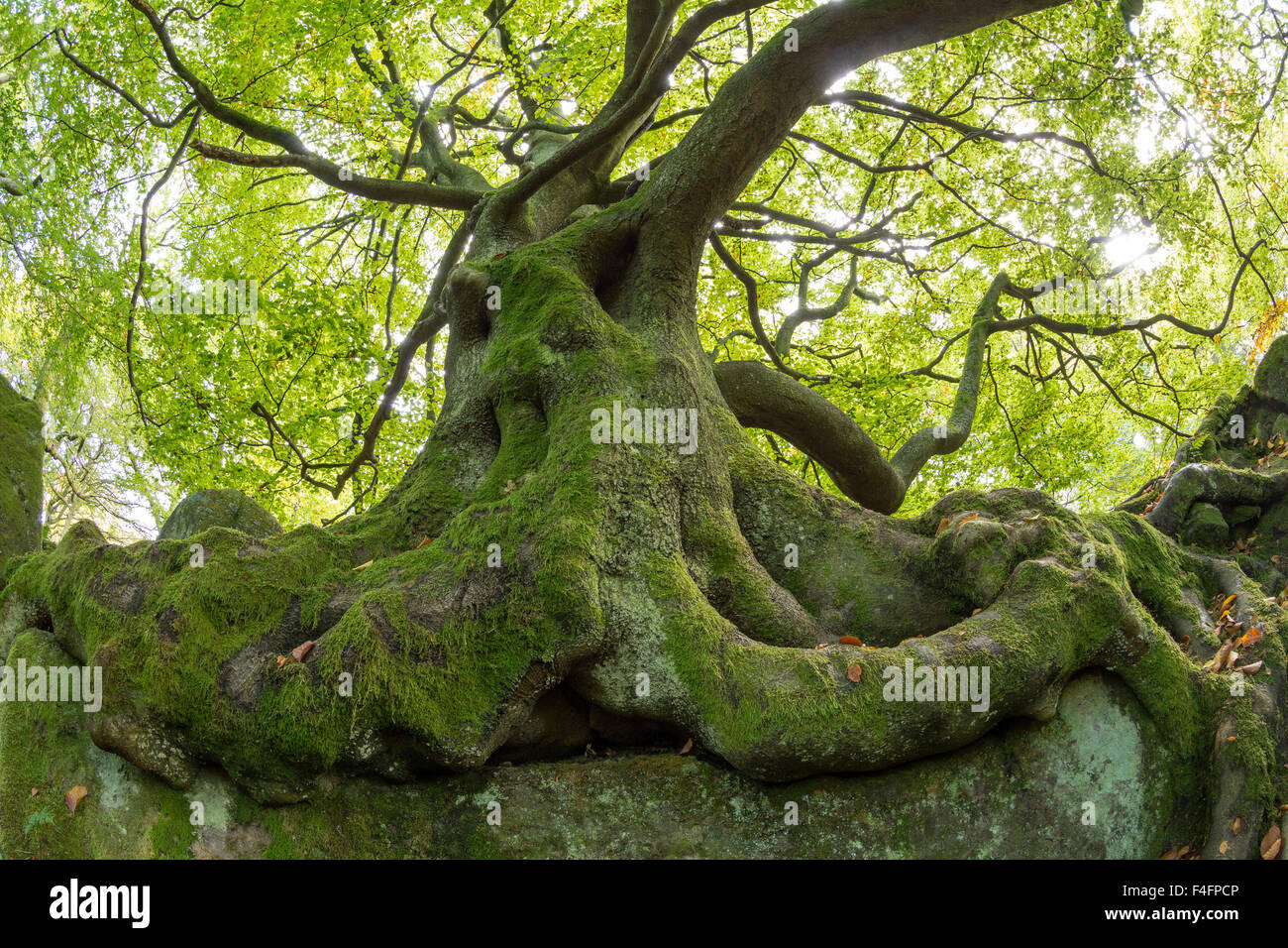 Ancien hêtre, Fagus sylvatica, parc national de Peak District, Derbyshire Banque D'Images