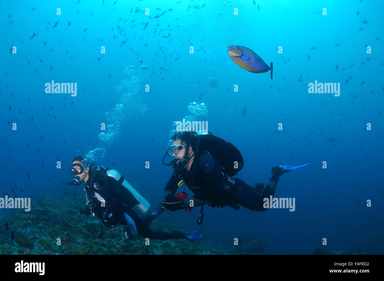 Plongeur femme nage près de coral reef, allongées goldfish (Naso lopezi) flotte au-dessus de sa tête et son sopravazhdaya glatat bubble Banque D'Images