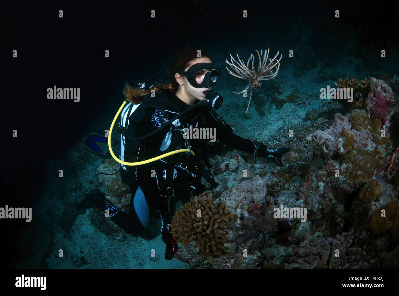 Jeune femme à plongeur à lys de mer (Leptometra celtic) plongée de nuit, de l'Océan Indien, les Maldives Banque D'Images