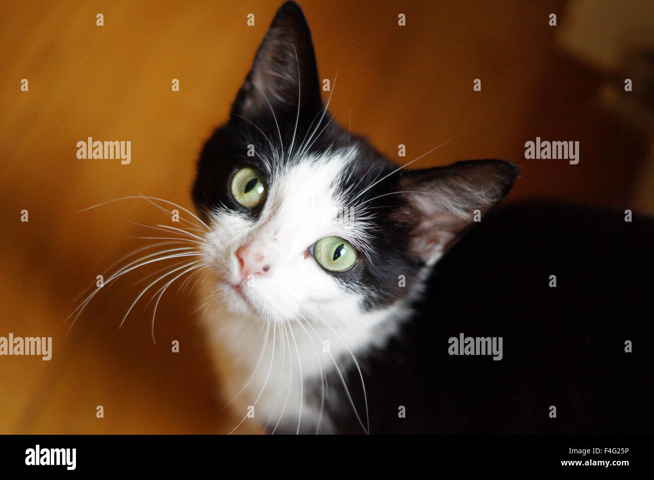 Penelope, le chat noir et blanc, avec ses yeux verts regardant la caméra Banque D'Images