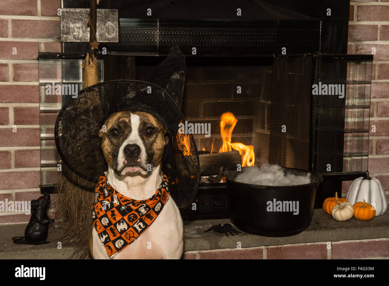 Un joli chien habillé comme une sorcière pour Halloween. Banque D'Images