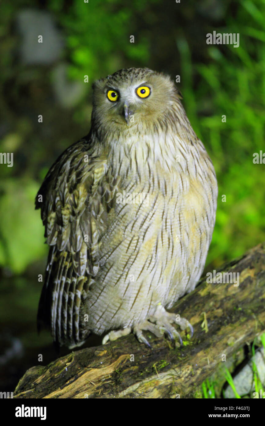 Le hibou de Blakiston (Bubo) au Japon Banque D'Images