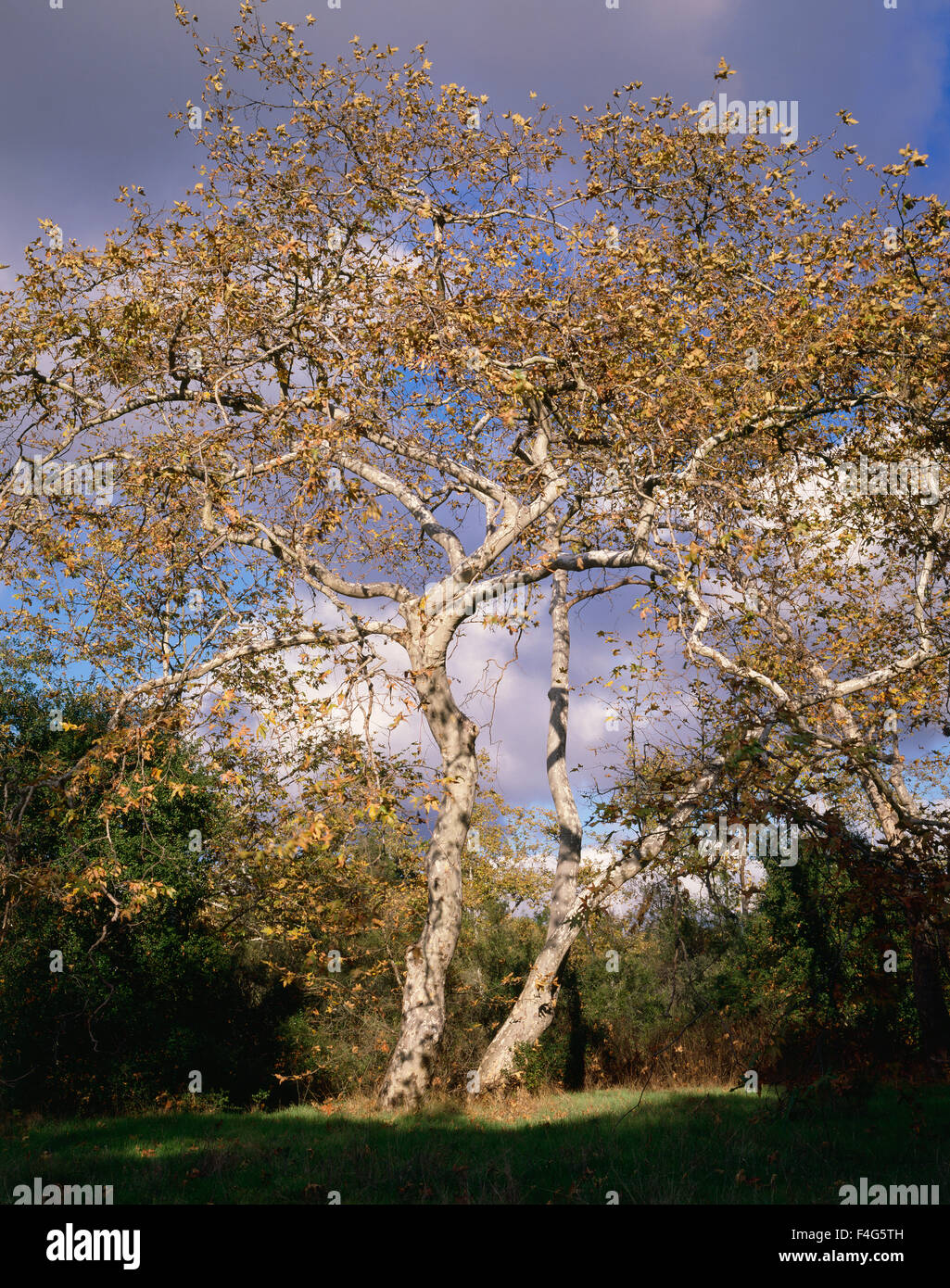 La Californie, San Diego, San Clemente Canyon, Californie un sycomore (Platanus racemosa) dans un pré. Tailles disponibles (grand format) Banque D'Images