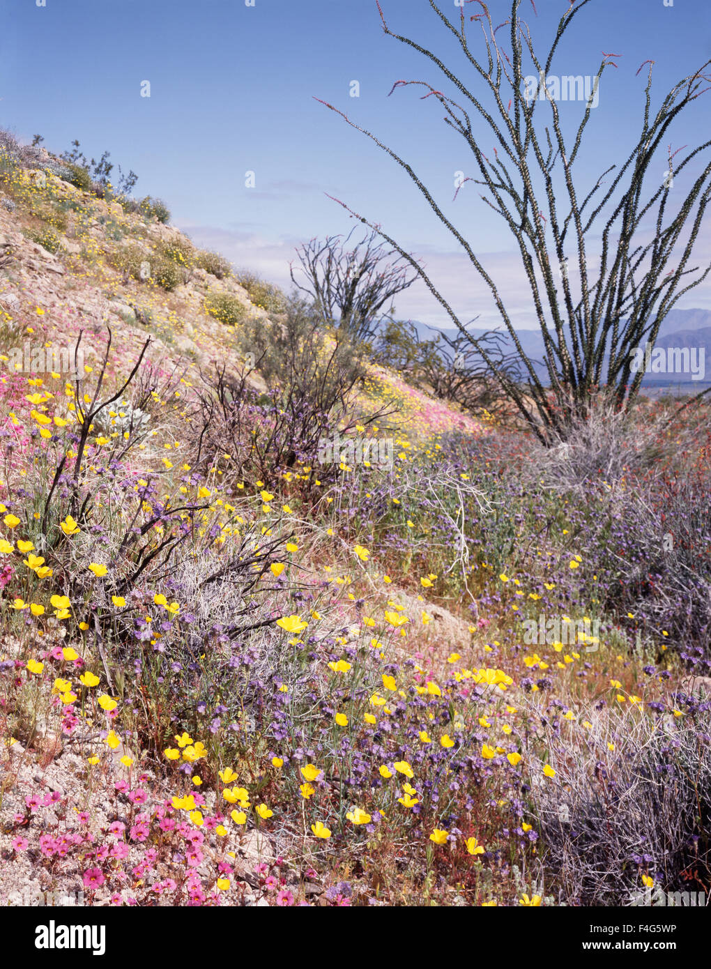 La Californie, Anza Borrego Desert State Park, Monkey Fleurs (Mimulus bigelovii), Desert Gold Poppy Eschscholzia (glyptosperma) fleurs sauvages et d'une floraison de la société (Fouquieria splendens). Tailles disponibles (grand format) Banque D'Images