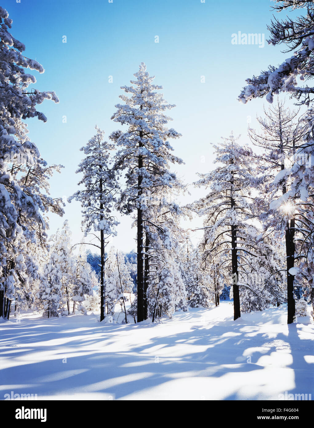 En Californie, la Forêt Nationale de Cleveland, Laguna Montagnes, lever de soleil sur un matin d'hiver à travers une forêt couverte de neige. Tailles disponibles (grand format) Banque D'Images