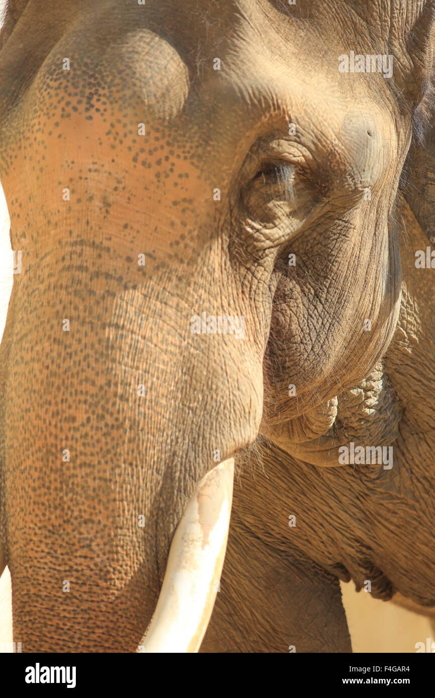 L'éléphant indien (Elephas maximus indicus) Banque D'Images